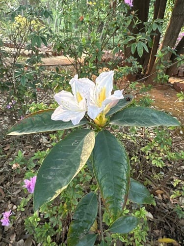 Rhododendron pachypodum — photo