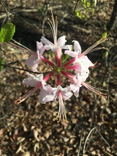 Rhododendron periclymenoides (Pinxter flower) — photo