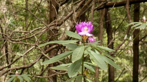 Rhododendron ponticum — photo