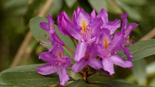 Rhododendron ponticum — photo