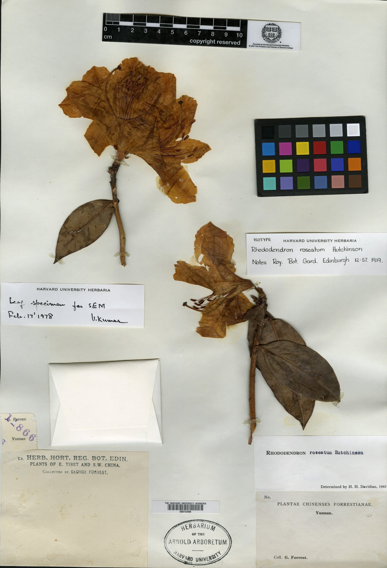 Rhododendron roseatum — photo