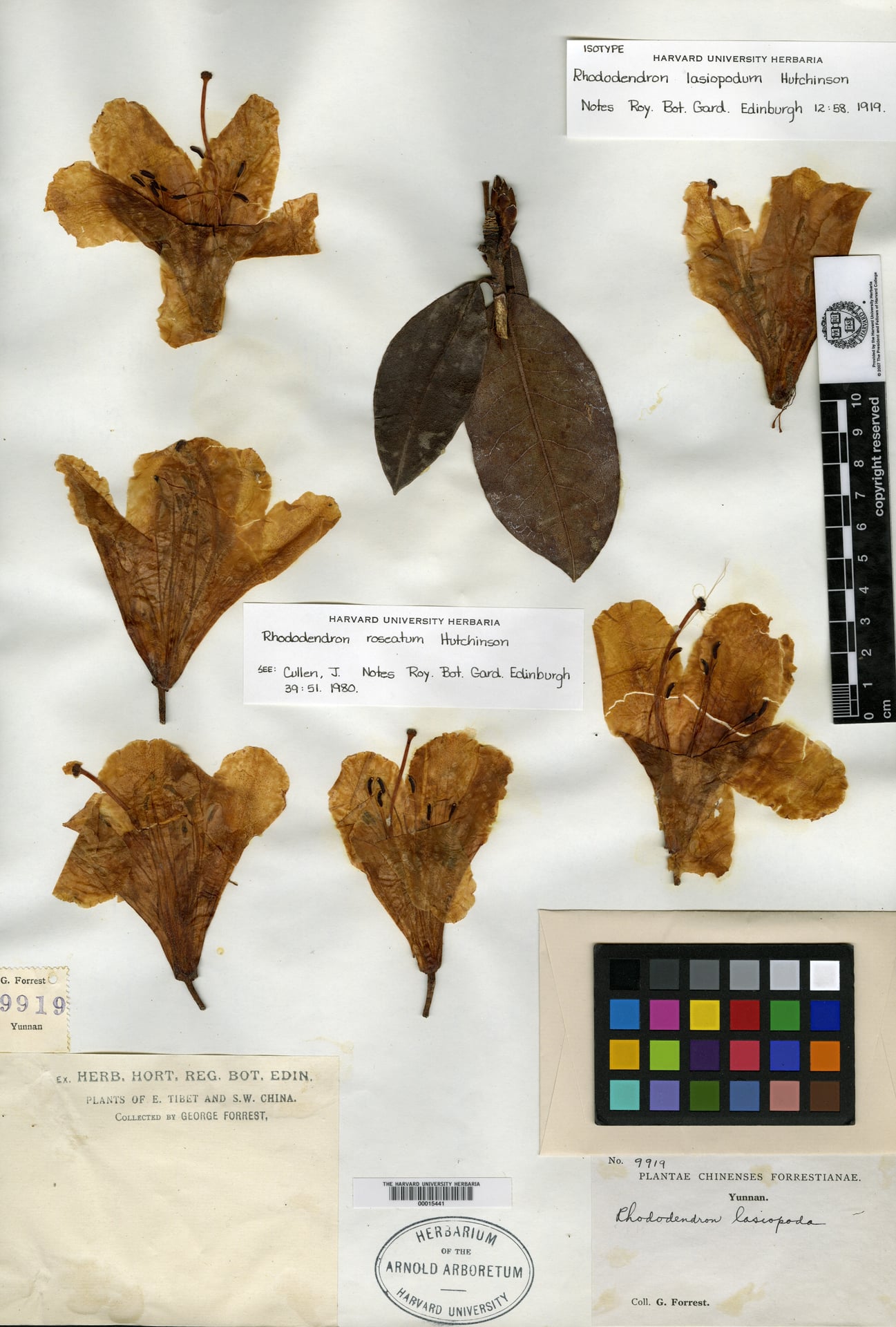 Rhododendron roseatum