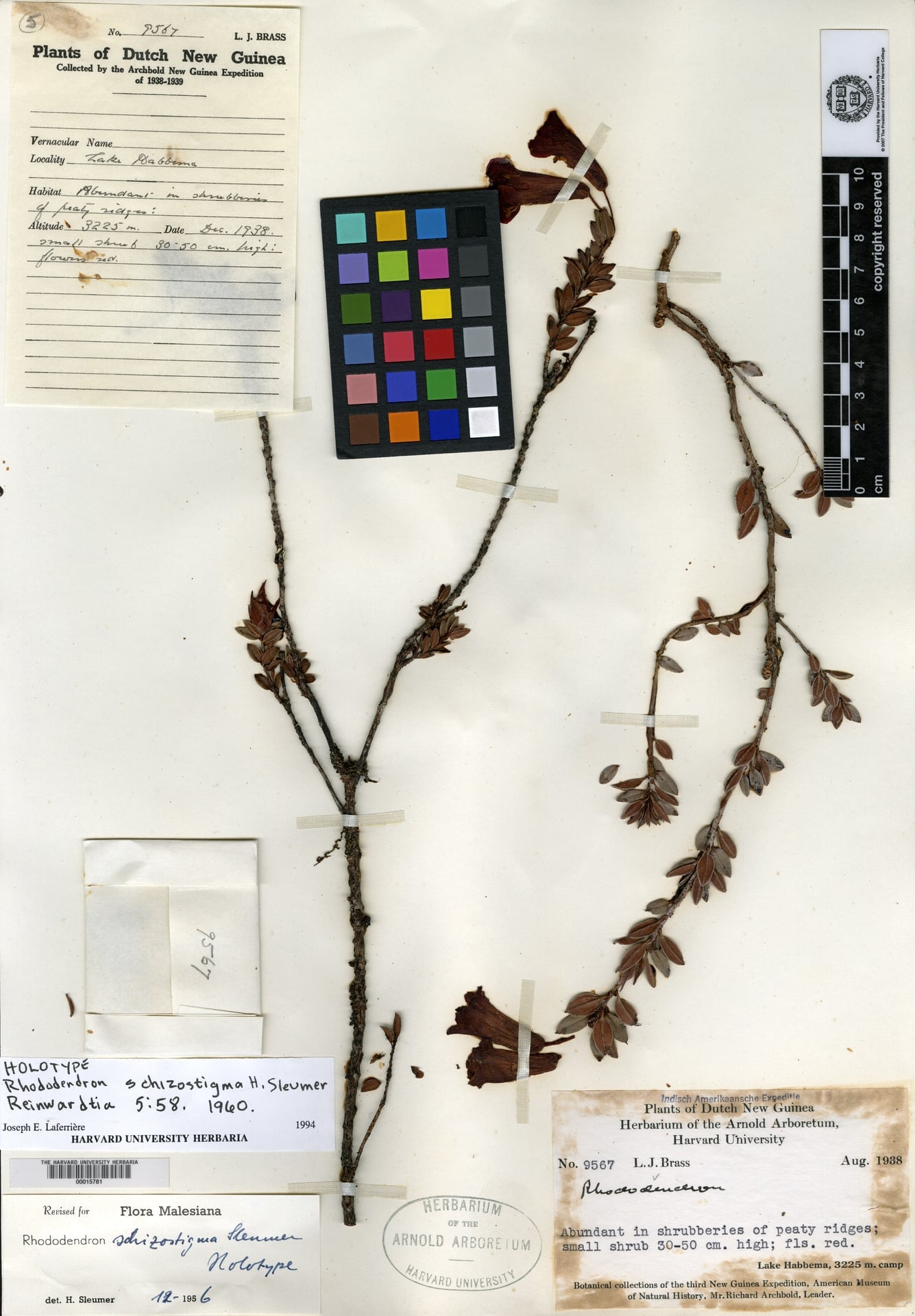 Rhododendron schizostigma — photo