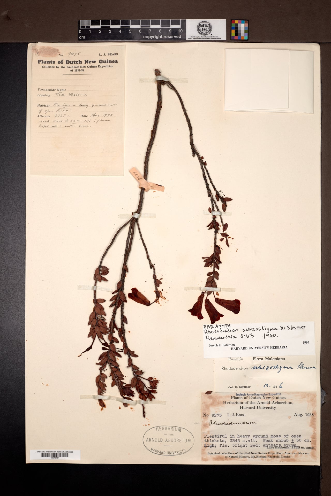 Rhododendron schizostigma — photo