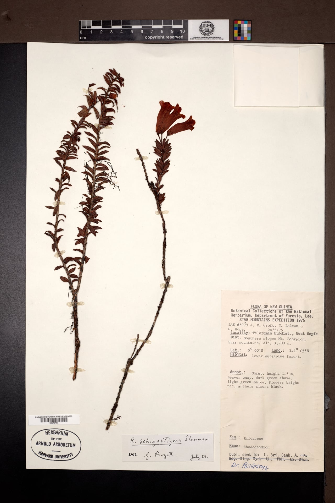 Rhododendron schizostigma