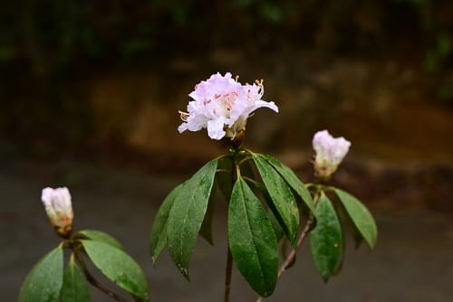 Rhododendron siderophyllum — photo