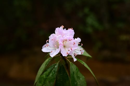 Rhododendron siderophyllum — photo