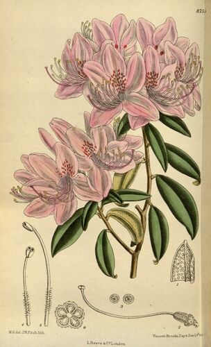 Rhododendron siderophyllum