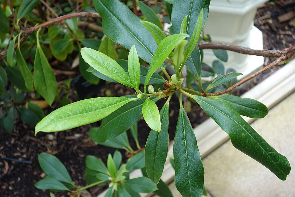 Rhododendron taronense — photo