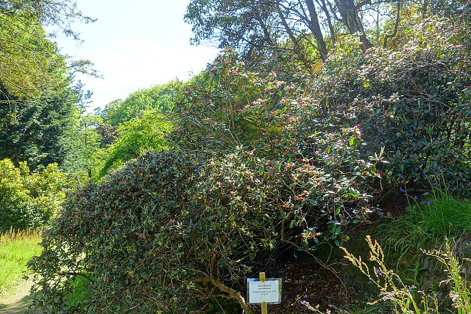 Rhododendron valentinianum — photo