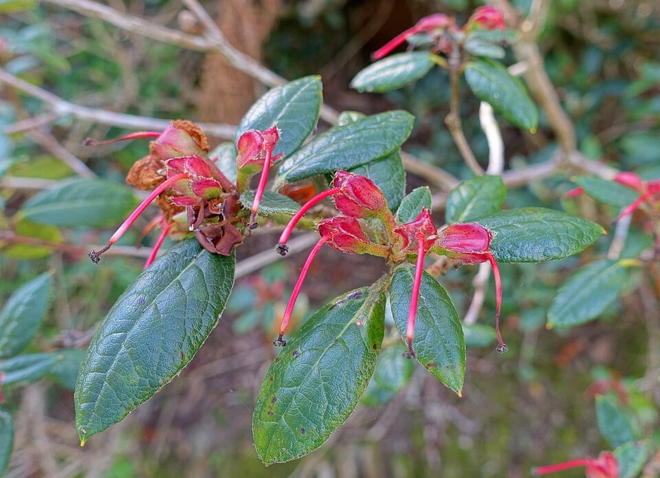 Rhododendron valentinianum