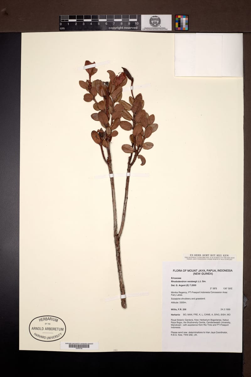 Rhododendron versteegii — photo