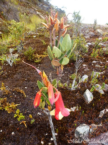 Rhododendron versteegii