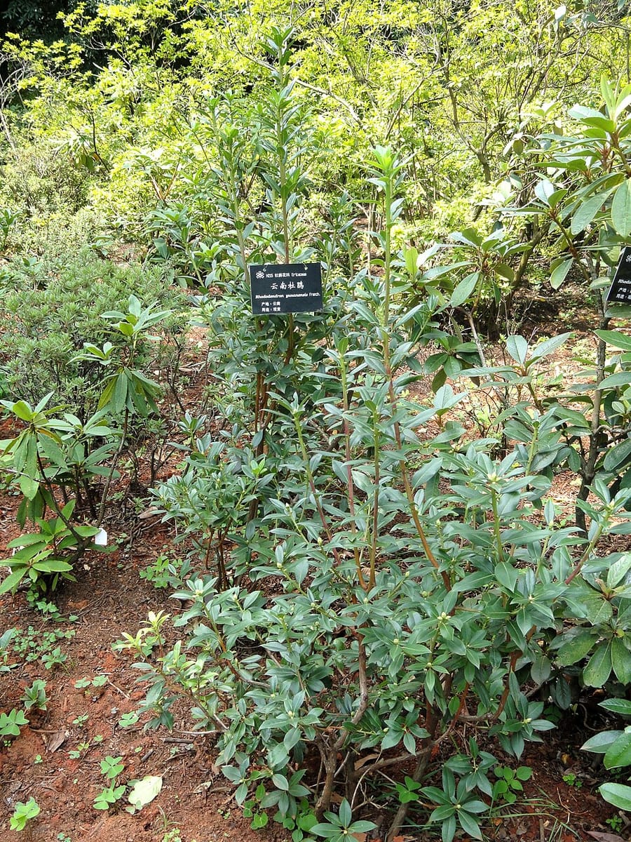 Rhododendron yunnanense — photo