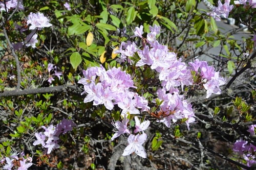 Rhododendron yunnanense