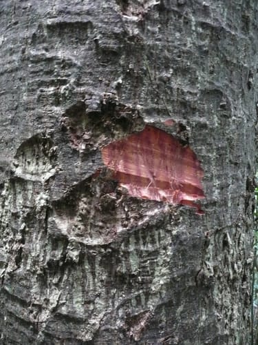 Rhodognaphalon brevicuspe — photo