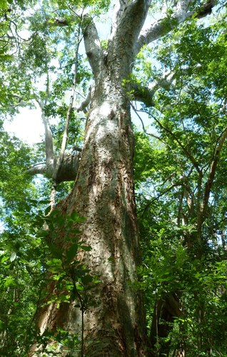 Rhodognaphalon mossambicense