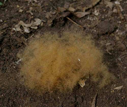 Rhodognaphalon schumannianum (Fleece-fruit) — photo