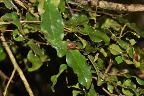 Rhodolaena bakeriana — photo