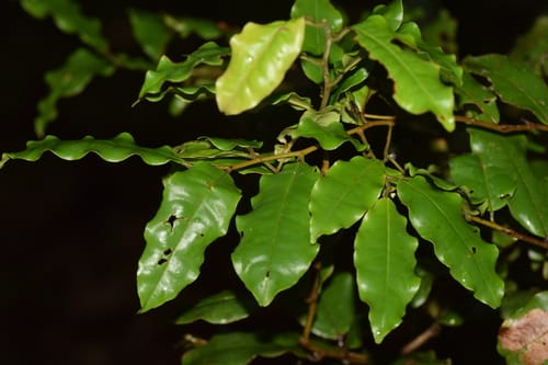 Rhodolaena bakeriana — photo
