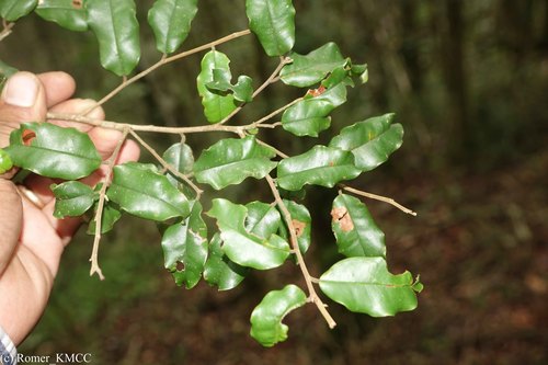 Sarcolaenaceae