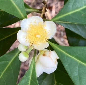 Rhodomyrtus macrocarpa (Finger cherry) — photo