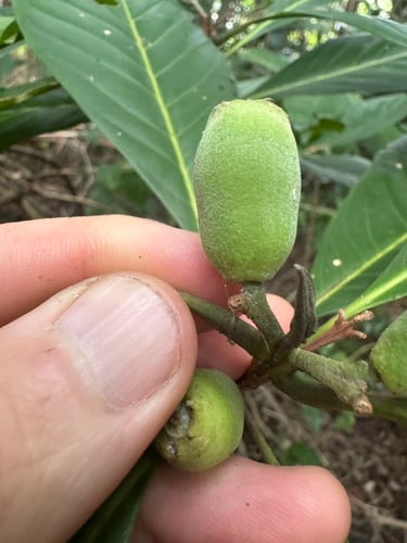 Rhodomyrtus macrocarpa (Finger cherry) — photo