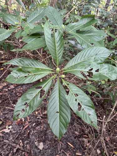 Rhodomyrtus macrocarpa