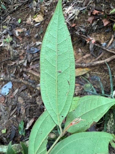Rhodomyrtus pervagata (Iron wood) — photo