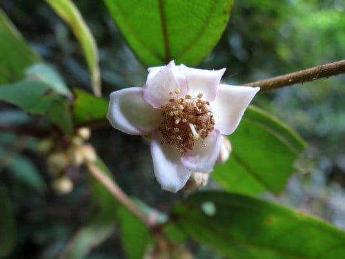 Rhodomyrtus pervagata