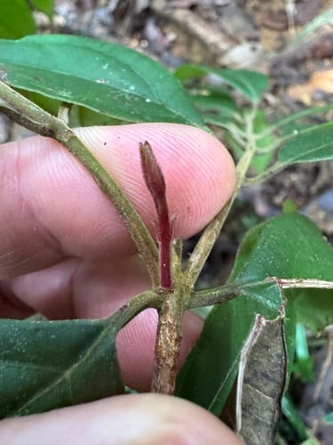 Rhodomyrtus pervagata (Iron wood) — photo