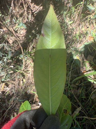 Rhodomyrtus psidioides (Native Guava) — photo