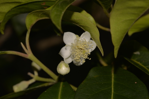 Rhodomyrtus psidioides
