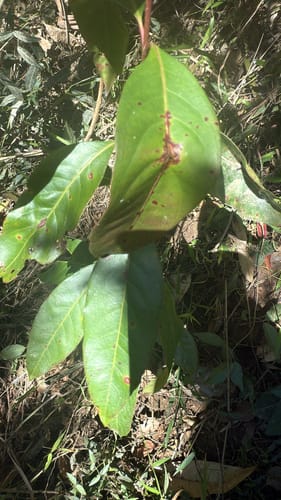 Rhodomyrtus psidioides (Native Guava) — photo