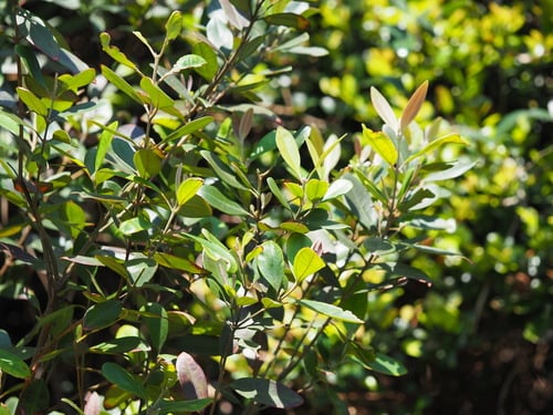 Rhodomyrtus tomentosa (Downy myrtle) — photo