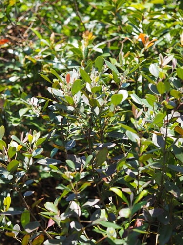 Rhodomyrtus tomentosa (Downy myrtle) — photo