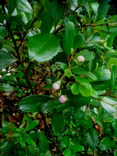 Rhodomyrtus tomentosa var. parviflora (Hill Gooseberry) — photo