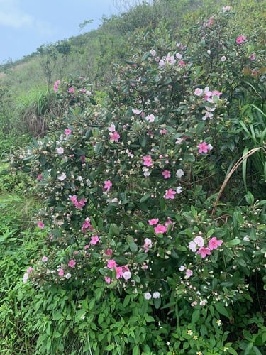 Rhodomyrtus tomentosa var. parviflora
