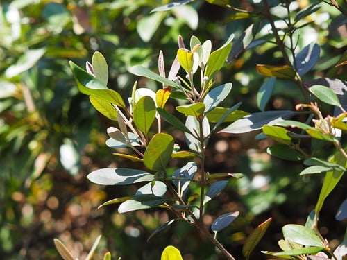 Rhodomyrtus tomentosa