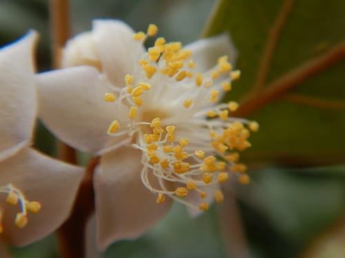 Rhodomyrtus trineura