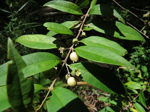 Rhodomyrtus trineura var. novoguineensis