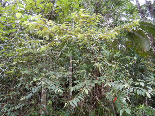 Rhodomyrtus trineura var. novoguineensis — photo