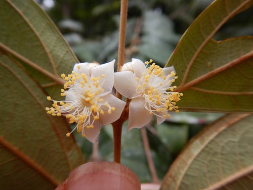 Rhodomyrtus trineura (Rusty ironwood) — photo
