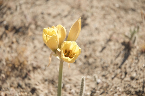 Rhodophiala gilliesiana (Ajo silvestre) — photo