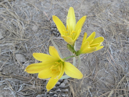 Rhodophiala gilliesiana (Ajo silvestre) — photo