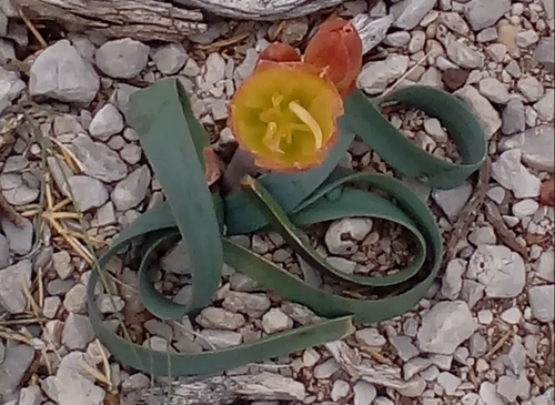 Rhodophiala gilliesiana