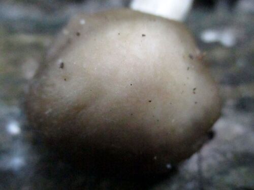 Rhodophyllus aprilis — photo