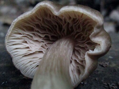Rhodophyllus aprilis — photo