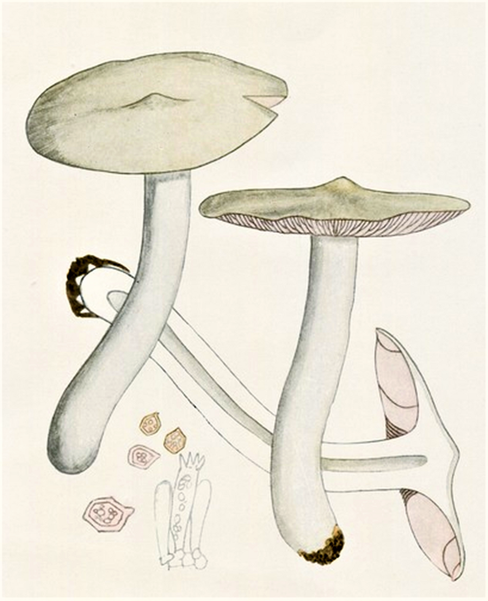 Rhodophyllus clypeatus (Spring mushroom) — photo