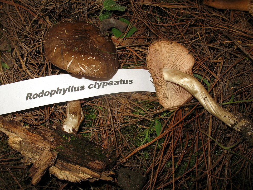 Rhodophyllus clypeatus